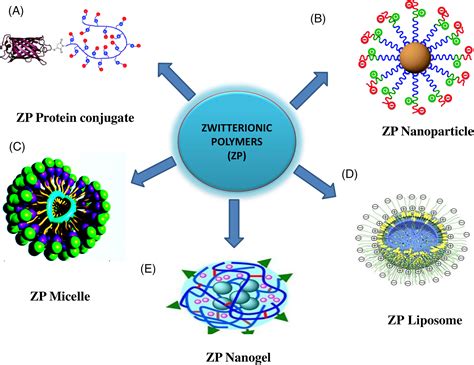  Zwitterionic Polymer！革命性生物相容材料的應用與潛力